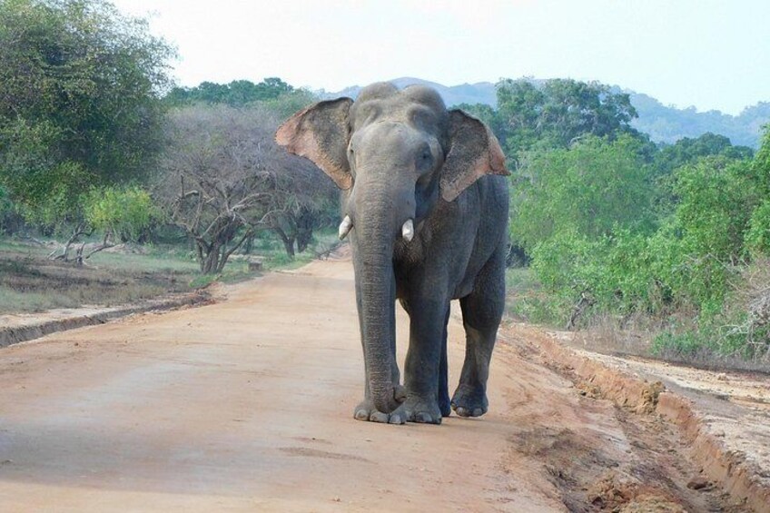 An elephant walking on a dirt road surrounded by trees and vegetation. 1