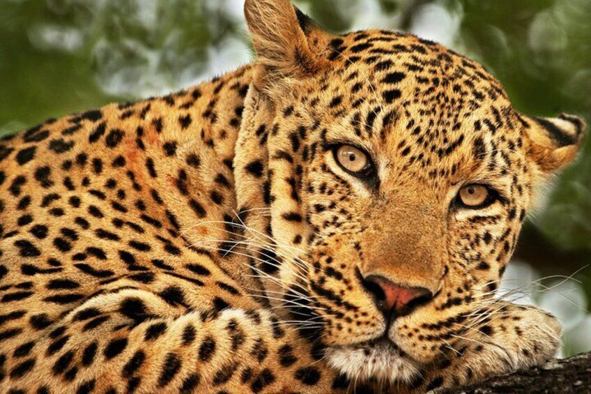 yala national park safari tour from hambantota port sri lanka wild life 2