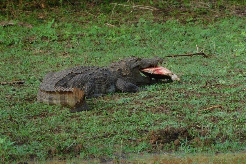 A crocodile lying on the ground with a partially eaten prey. 4