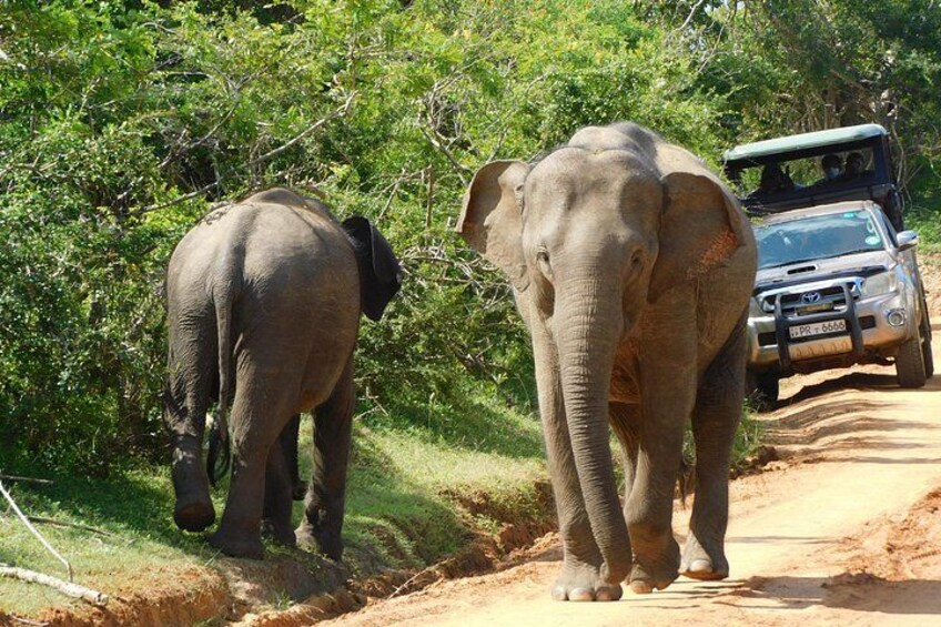 Two elephants walking on a dirt road with a vehicle in the background. 3