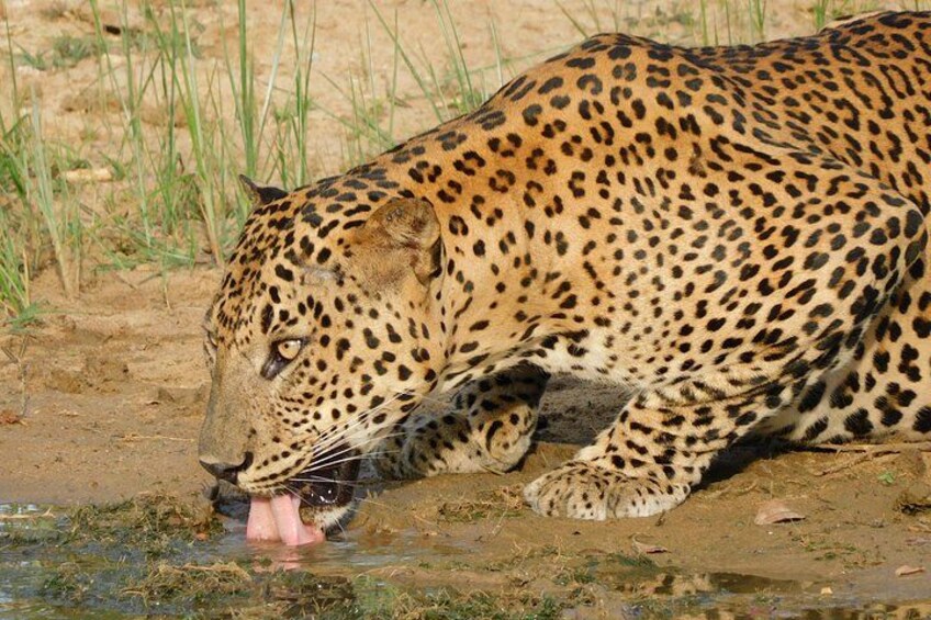 A leopard lying in the sun with its tongue out, surrounded by dry grass and a small water puddle. 2