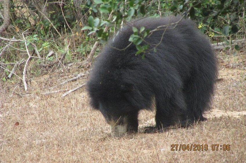 A bear in a natural setting with dry grass and foliage. 5