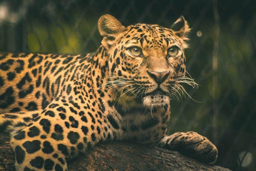 A leopard resting on a tree branch. 1