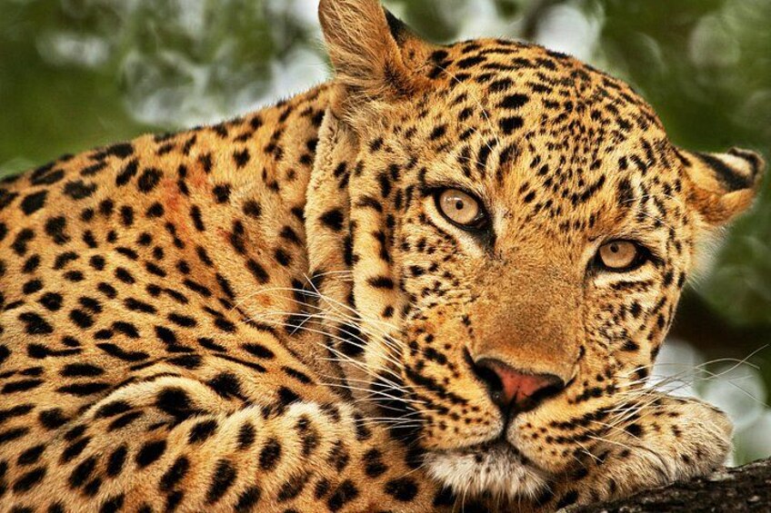 Un leopardo de pelaje moteado descansando sobre una rama de árbol. 1