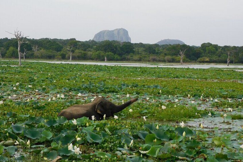 Yala National Park Safari Tour From Hambantota port