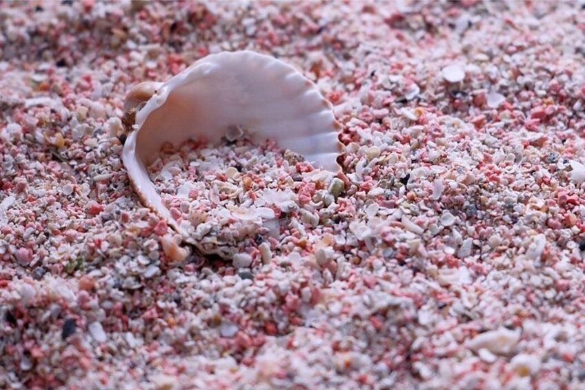 A seashell on a bed of multicolored pebbles. 2