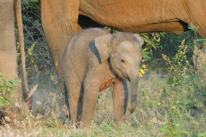 Yala National Park Safari Tours - Half Day & Full Day 4