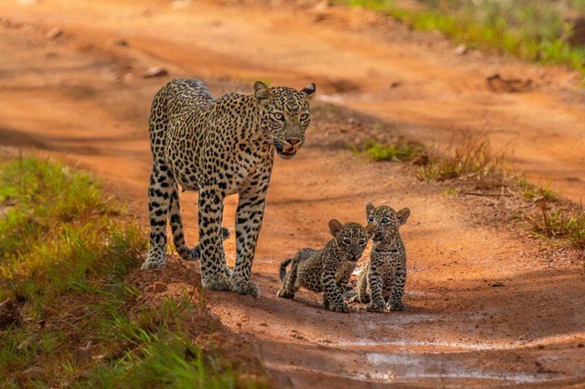 Yala National Park Safari Tours - Half Day & Full Day 1