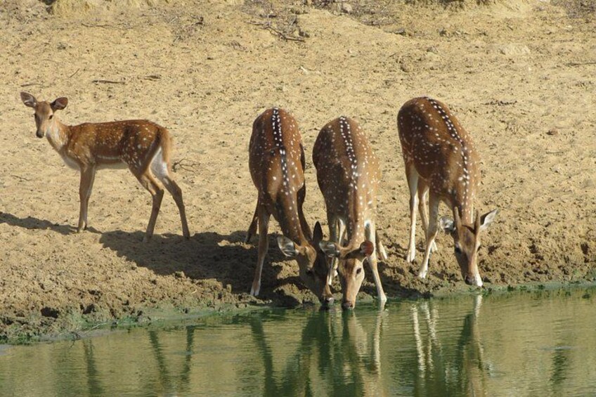 Yala National Park Safari Tours - Half Day & Full Day 4