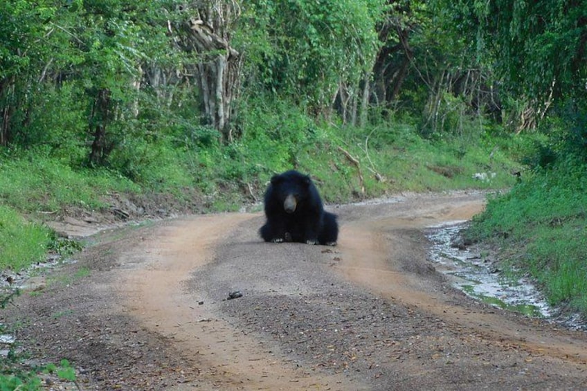 Yala National Park Safari Tours - Half Day & Full Day 5