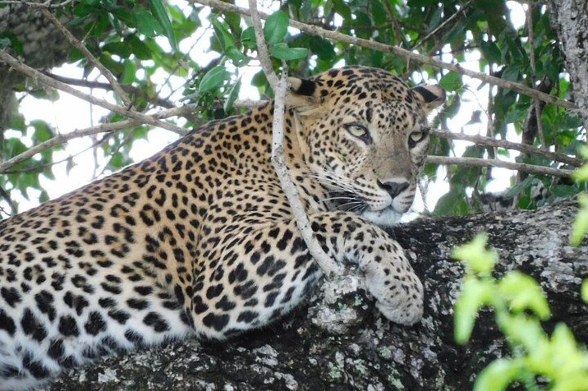 Yala National Park Safari Tours - Half Day & Full Day 3