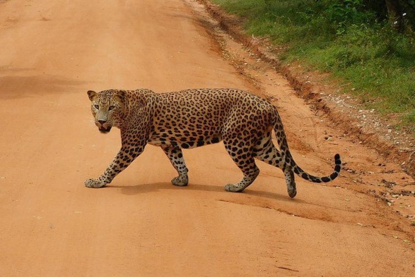 Yala National Park Safari Tours - Half Day & Full Day 2