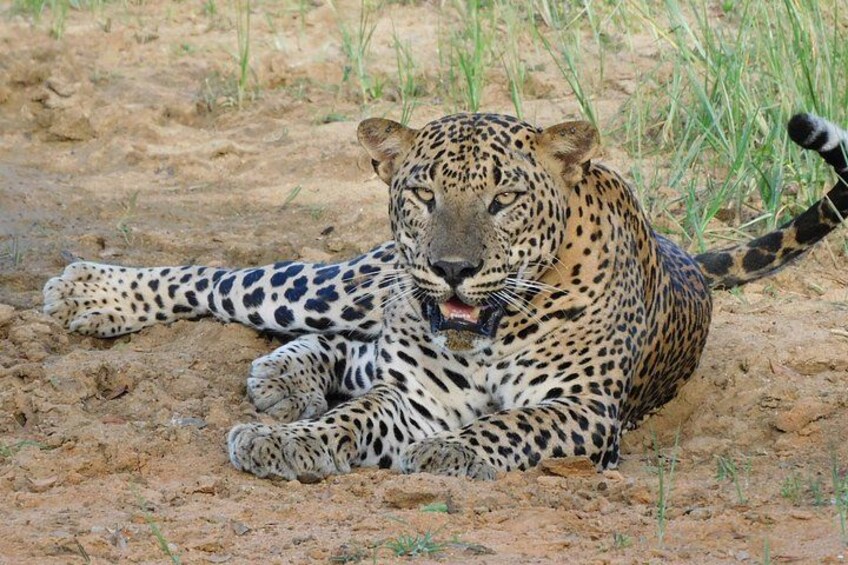 Yala National Park Safari Tours - Half Day & Full Day 2