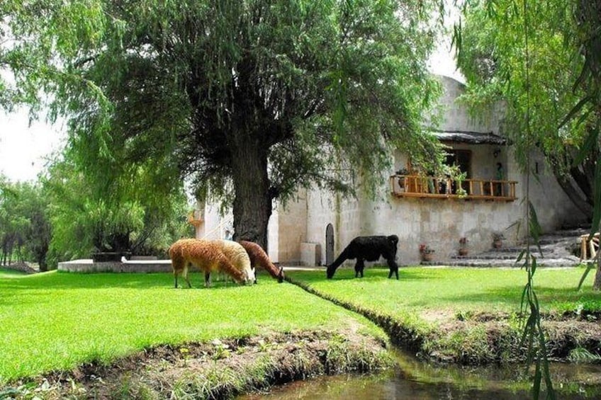 Two cows grazing near a tree and a small stream in a garden with a building in the background. 4