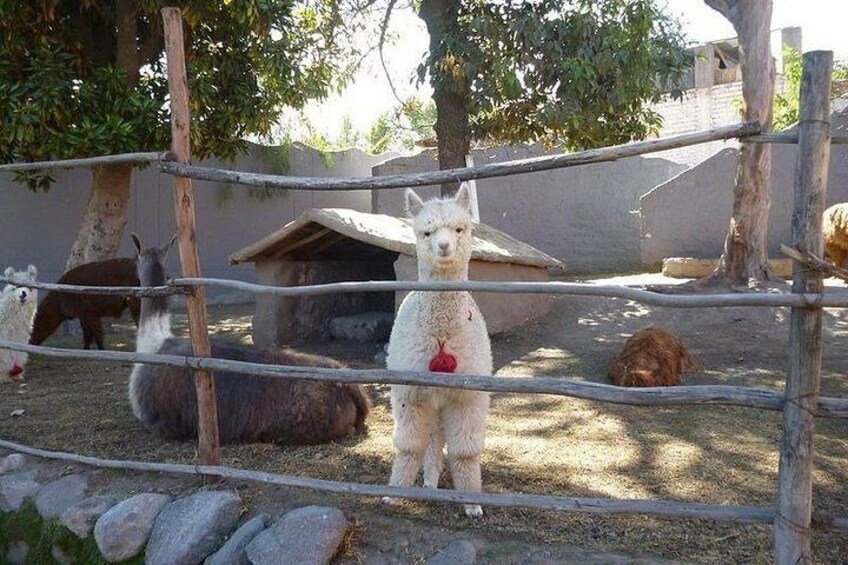 A llama with a red collar standing behind a metal fence in an enclosure with other llamas and a small shelter. 3