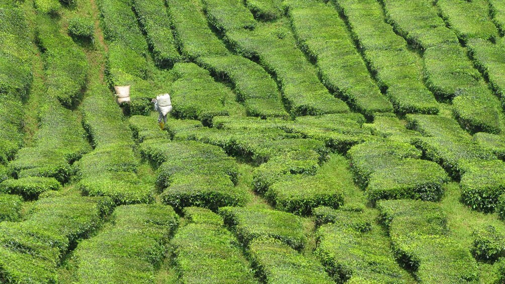 Workers carrying plants through a field in Sekinchan 3