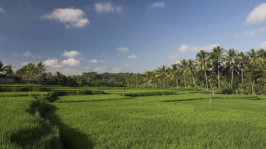 Rice field with palm trees on a sunny day in Sekinchan 5