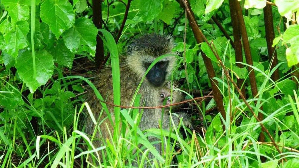 Mother monkey and her child hiding in a bush in Sekinchan 2