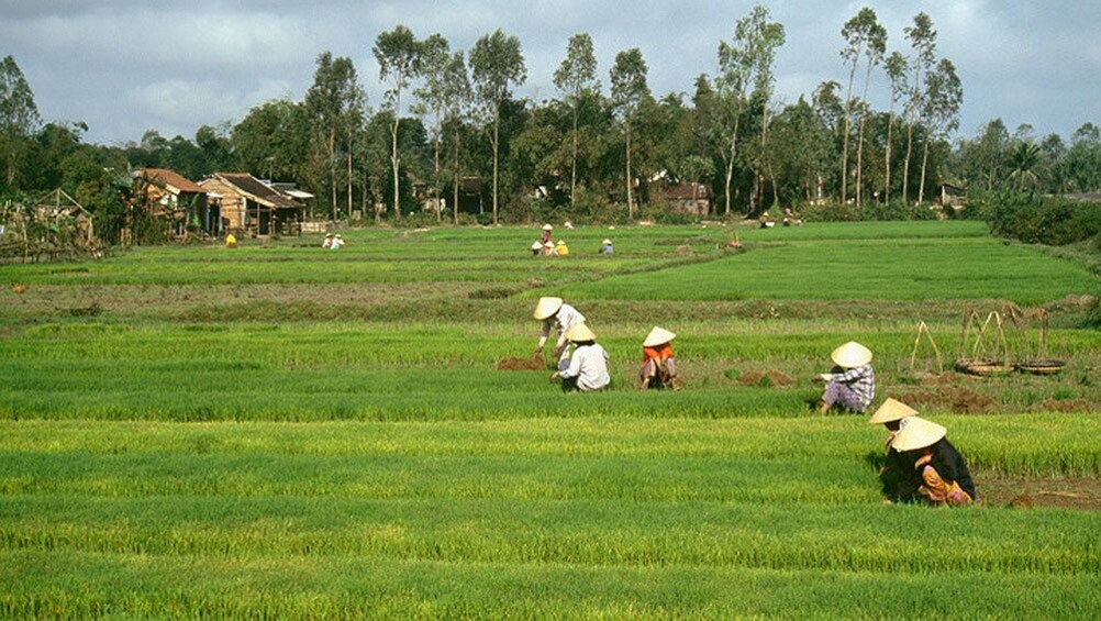 Farmers harvesting rice form a field in Sekinchan 4