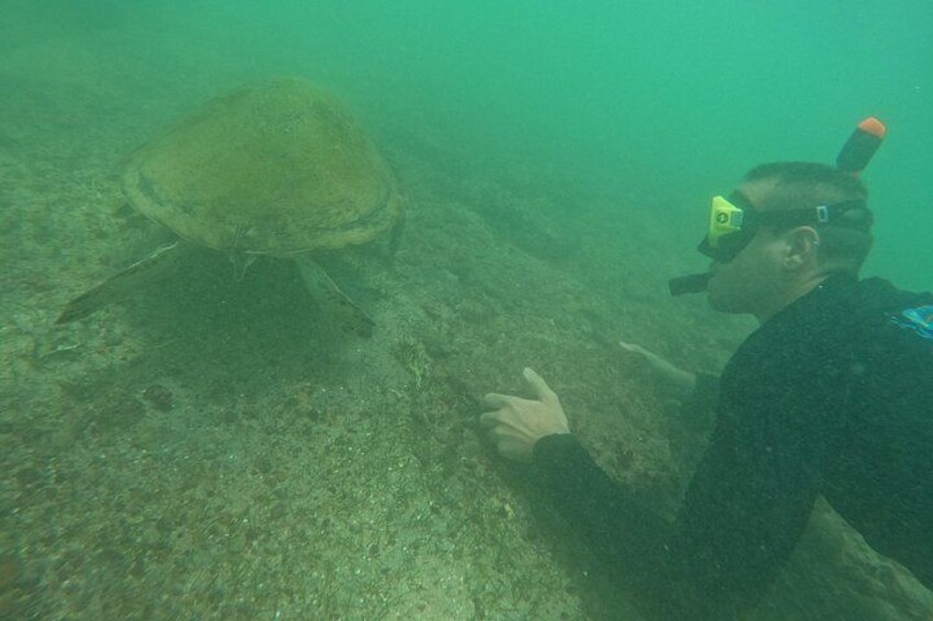 Snorkeling with Turtles in Mirissa 5