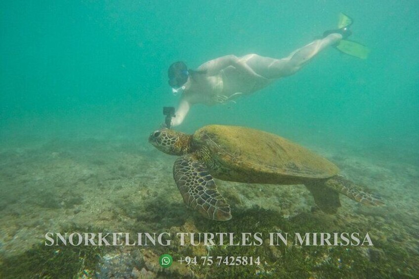 Snorkeling Turtles in Mirissa