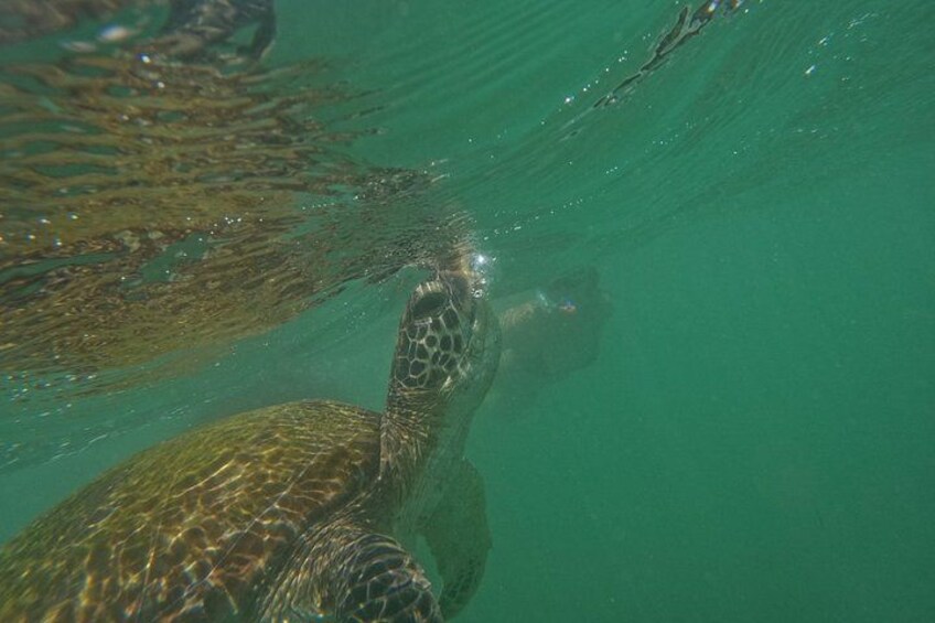 Snorkeling with Turtles in Mirissa 4