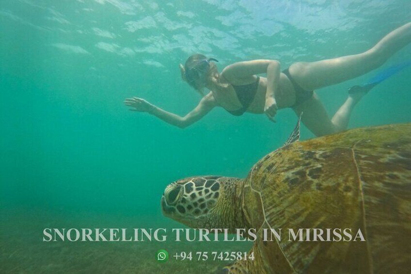 Snorkeling Turtles in Mirissa