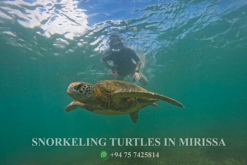 Snorkeling Turtles in Mirissa