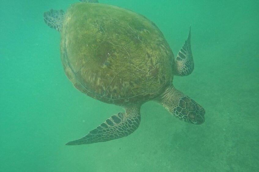 Snorkeling with Turtles in Mirissa 2
