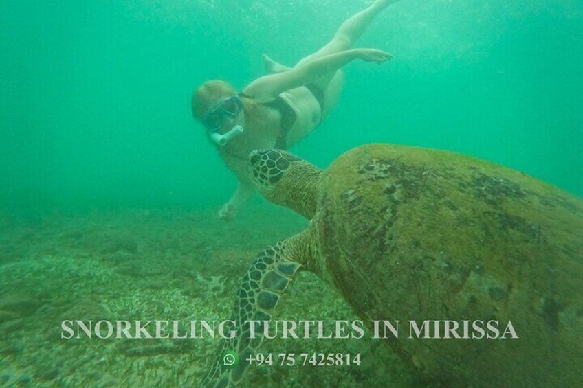 Snorkeling Turtles in Mirissa