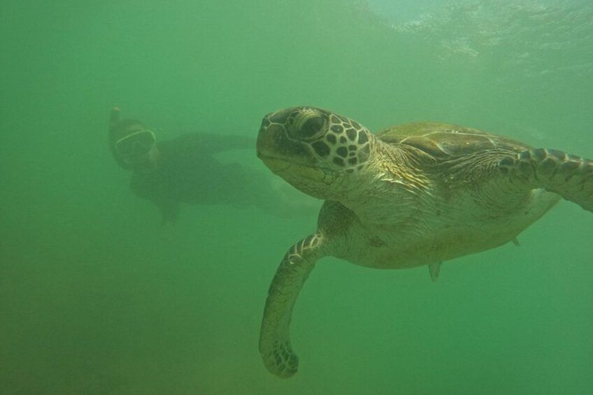 Snorkeling with Turtles in Mirissa 3