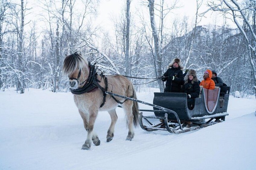 A horse-drawn sleigh on snow-covered ground with trees in the background. 1