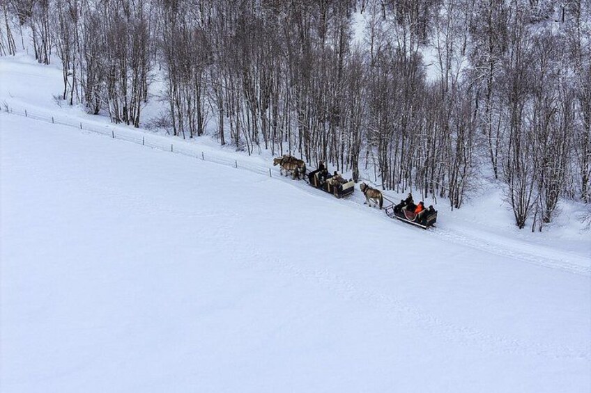 A dog sled team on a snowy slope with trees in the background. 5