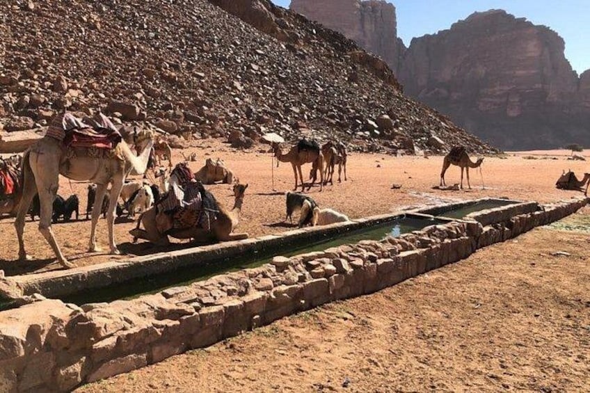 Des chameaux près d’un canal d’eau, dans un paysage désertique caractérisé par un terrain rocheux et des montagnes en arrière-plan. 1