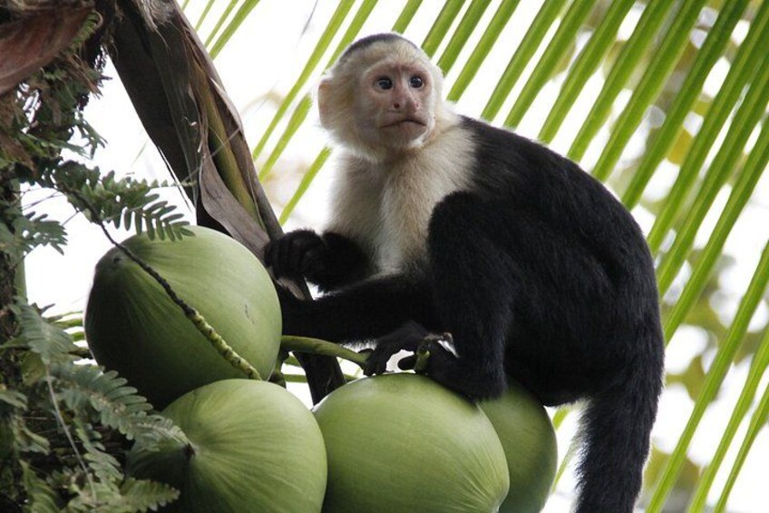 Manuel Antonio Canopy Tour - Longest Twin Zip Line in Central America 2