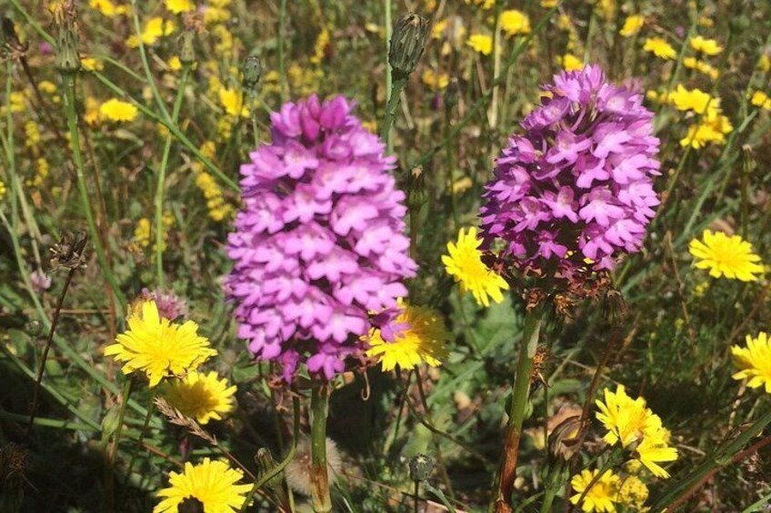 Purple and yellow flowers in a field. 2
