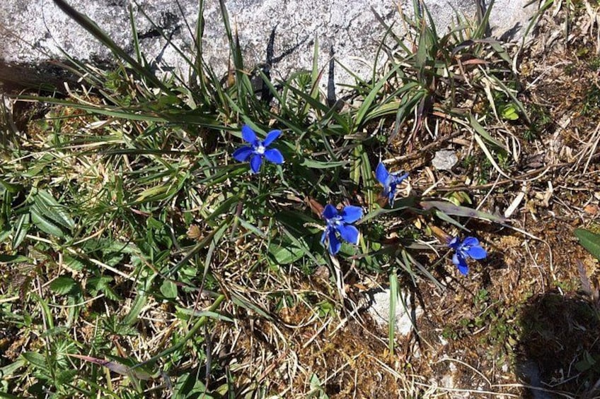 Un groupe de fleurs bleues aux feuilles vertes, posées sur une surface en béton. 2