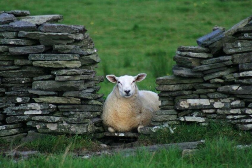 A sheep sitting between stone walls in a grassy field. 3
