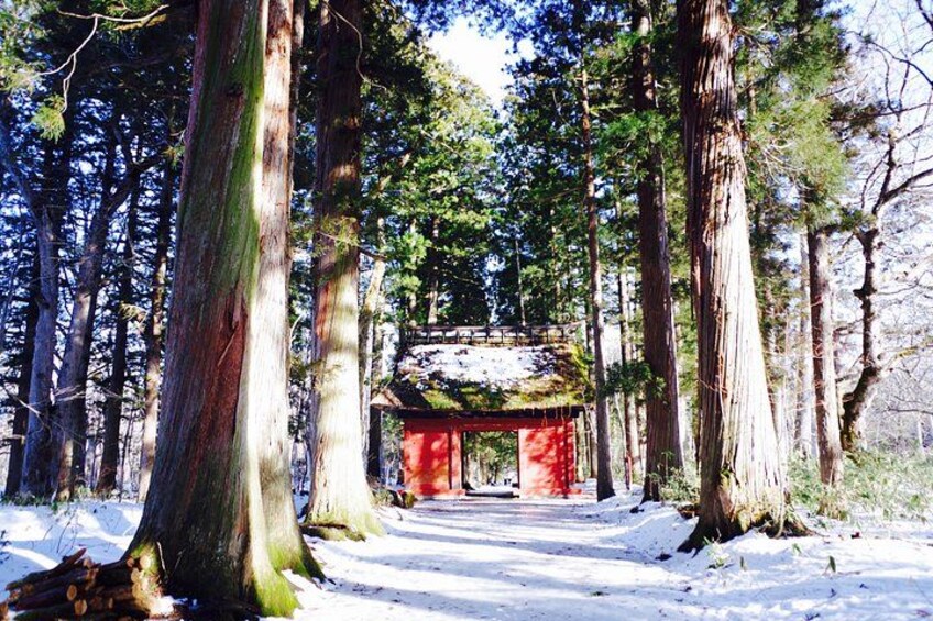 Togakushi: A Serene Walk Through Sacred Forests & Soba Traditions 5