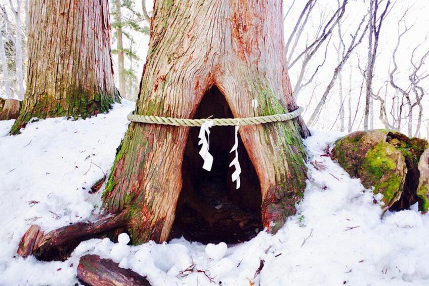Togakushi: A Serene Walk Through Sacred Forests & Soba Traditions 4