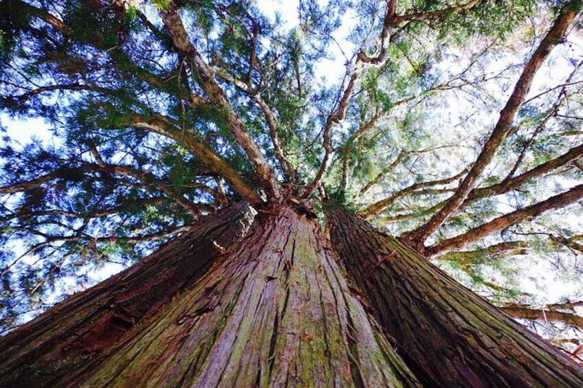 Togakushi: A Serene Walk Through Sacred Forests & Soba Traditions 3