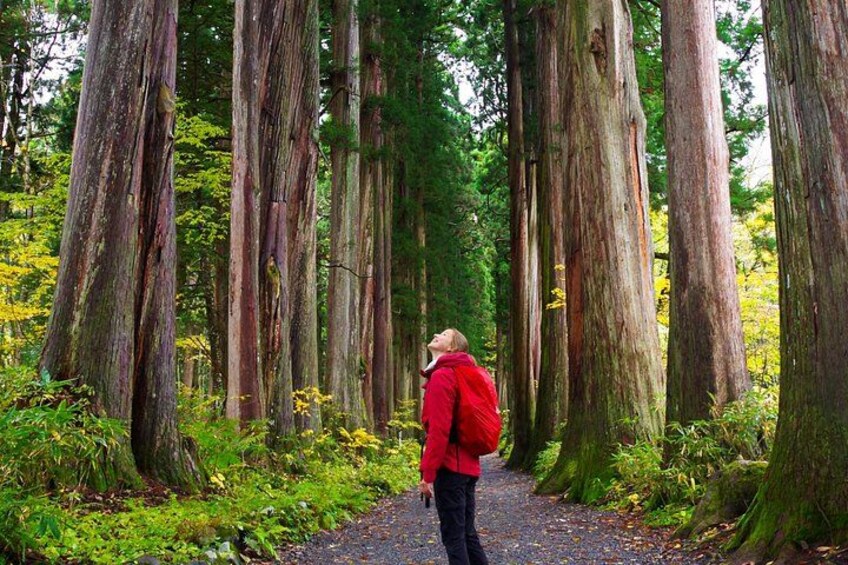 Strolling through the towering cedar avenue of Togakushi. 1