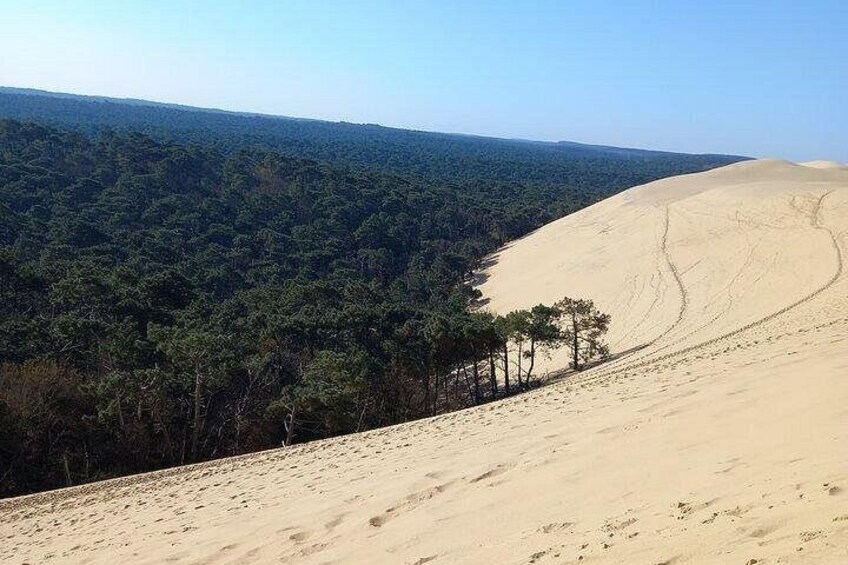 Dune of Pilat, Oysters and Arcachon ! What else? 2