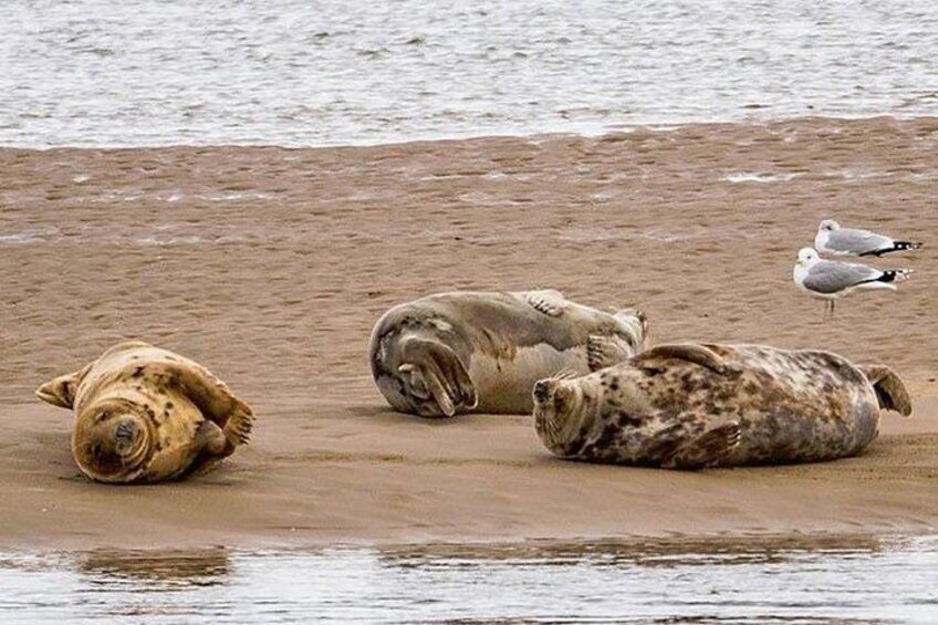 Loch Fleet Seals 4
