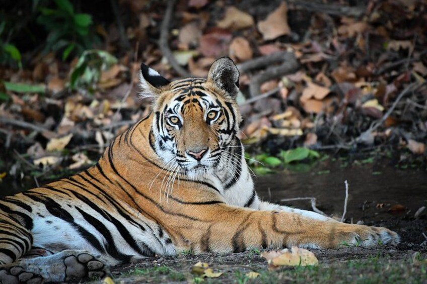 Tiger Sighting at Ranthambore 1