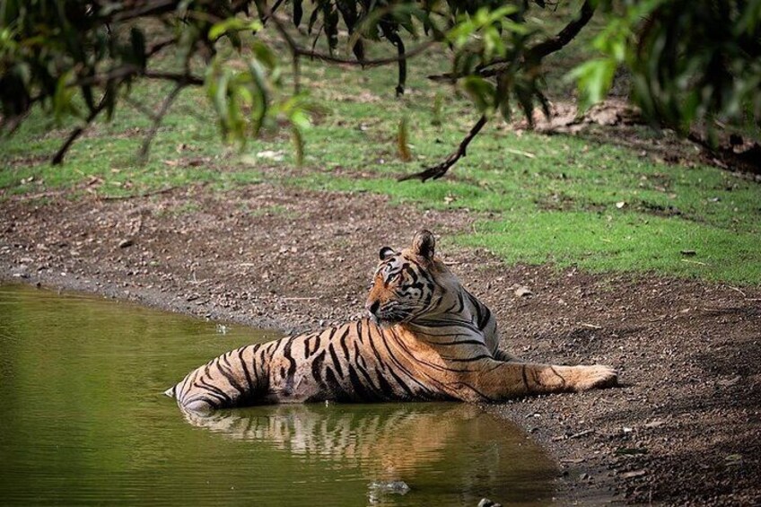 Un tigre allongé près d’un point d’eau, dans un environnement naturel. 3