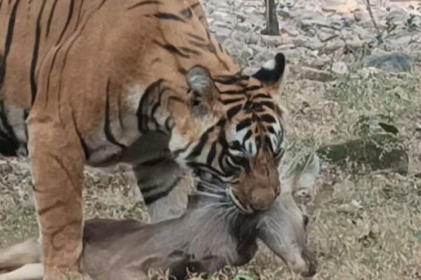 Tiger at Ranthambore 5
