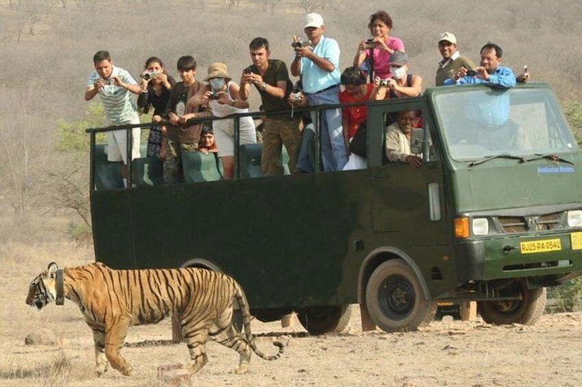 Ranthambore Canter Safari 3