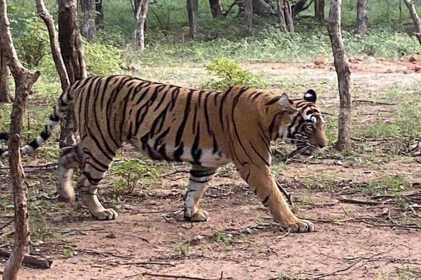 Tiger @ Run 2