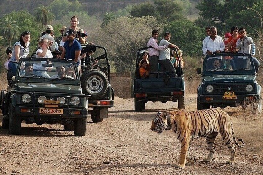 Two safari vehicles with passengers and a tiger walking on a dirt road. 5